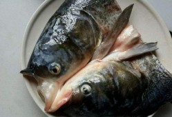 沉浸式吃八瓜鱼生腌,揭秘八瓜鱼生腌的独特风味与制作艺术