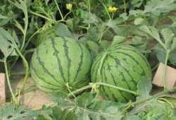 老六吃瓜事件,揭秘网络舆论的狂欢与反思