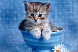 豆瓣 吃瓜小喵 交友,趣味互动，邂逅志同道合的朋友