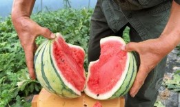 瓜有点熟可以吃嘛,判断瓜是否可食的实用指南