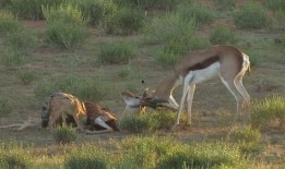羚羊喜欢吃瓜,瓜果飘香