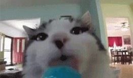 猫咪吃哈密瓜冰淇淋,萌宠美食新体验