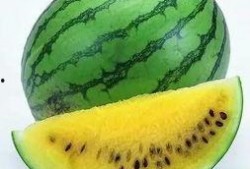 吃瓜技巧实用攻略,掌握实用攻略，轻松成为瓜界达人