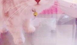 猫咪吃哈密瓜冰淇淋,萌宠美食新体验