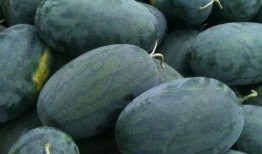 大红吃瓜,揭秘娱乐圈那些不为人知的幕后故事