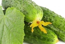 吃瓜欣芽,揭秘娱乐圈的甜蜜与苦涩