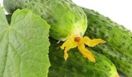 吃瓜欣芽,揭秘娱乐圈的甜蜜与苦涩