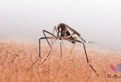 野生蚊子带你吃瓜,一场别开生面的“吃瓜”之旅