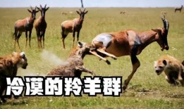 羚羊喜欢吃瓜,瓜果飘香