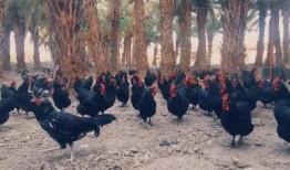 每日大赛海角吃瓜,一场舌尖上的狂欢盛宴