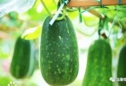 瓜虫怎么吃,解锁独特口感与营养的烹饪新境界