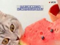 猫猫可以吃瓜,瓜果飘香，猫咪的夏日美味之旅