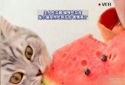 猫猫可以吃瓜,瓜果飘香，猫咪的夏日美味之旅