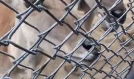 羚羊喜欢吃瓜,瓜果飘香