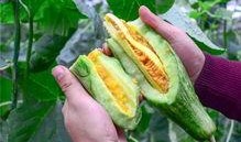 古风网红吃瓜,揭秘娱乐圈幕后风云