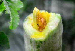 梵梵吃瓜网红,揭秘网红背后的瓜田生活