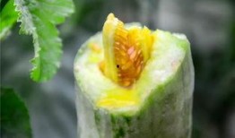 梵梵吃瓜网红,揭秘网红背后的瓜田生活