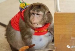 大马猴电台吃瓜,揭秘娱乐圈吃瓜背后的真相