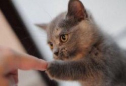 猫咪可以吃石瓜,揭秘石瓜的独特魅力