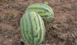 小苏吃瓜,揭秘娱乐圈那些不为人知的幕后故事