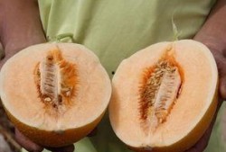 吃铁片后可以吃蜜瓜吗,食用搭配指南