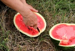 沙集吃瓜比赛,一场夏日里的欢乐盛宴