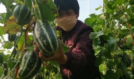 瓜哥带你吃瓜视频重庆,重庆特色小吃大揭秘