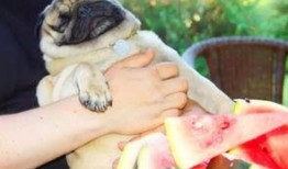 酥瓜狗狗可以吃吗