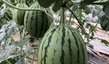 可以吃瓜的网红,揭秘网红们的美食盛宴