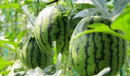 吃瓜采摘视频大全,吃瓜采摘视频大全精彩瞬间回顾