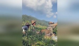 缅甸部队吃瓜视频