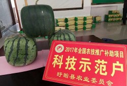 佛瓜尖怎么吃,探索美味与营养的完美结合