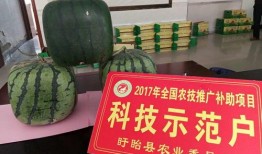 佛瓜尖怎么吃,探索美味与营养的完美结合