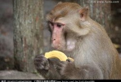 猴子吃瓜照视频,欢乐瞬间捕捉