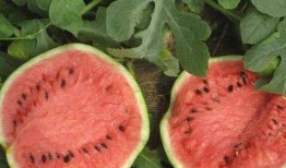 哈尔滨女的吃瓜