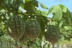 什么动物吃吊瓜,揭秘哪种动物是它的天然美食家