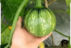 湖南吃瓜,探寻湘菜中的“瓜界传奇”