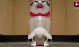 可爱小派吃瓜视频