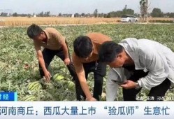 威职吃瓜事件,揭秘校园网络暴力的阴影面