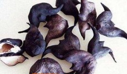 黄守瓜吃菱角,黄守瓜与菱角的奇妙邂逅