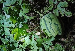 地里吃瓜的cha,揭秘乡村生活的独特魅力