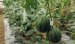 小苏吃瓜,揭秘娱乐圈那些不为人知的幕后故事