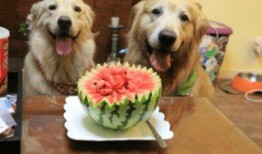 酥瓜狗狗可以吃吗