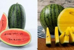 在唐朝堂上吃瓜,古风食趣一瞥