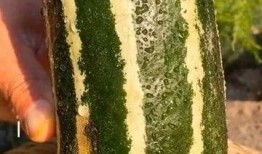 瓜有点熟可以吃嘛,判断瓜是否可食的实用指南