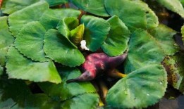 黄守瓜吃菱角,黄守瓜与菱角的奇妙邂逅