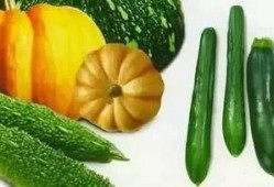 满朝吃瓜后续,宫廷秘闻再掀波澜