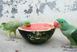 鹦鹉吃瓜吗,揭秘它们对瓜果的喜爱之谜
