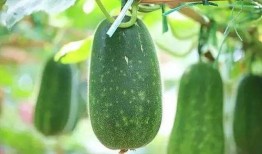 看瓜吃瓜文章怎么写的,轻松驾驭热点，吸引读者眼球