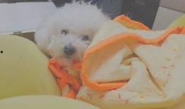 带你吃瓜奇葩狗子,那些让人捧腹大笑的“奇葩狗子”瞬间